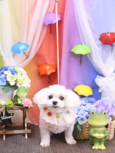 20230629サクラちゃん